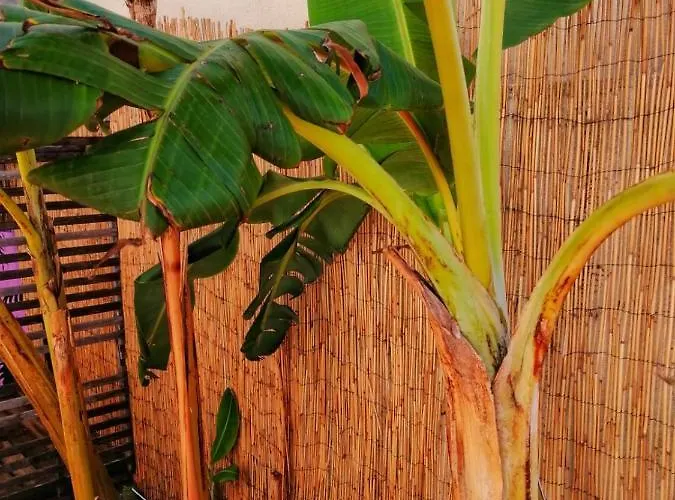 Captain's Log House ホステル バレアル